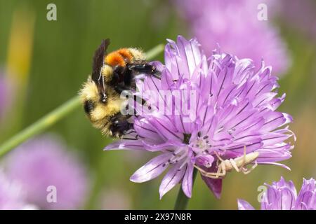 Orange belted bumblebee gathers pollen from a flowering onion in north Idaho. Stock Photo