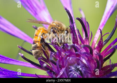 A small honey bee gathers pollen from a purple flower in a public garden in north Idaho. Stock Photo