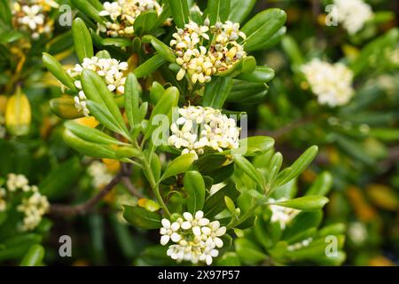 Blooming Australian laurel bush with white flowers. Flowering Mock orange shrub. Japanese cheesewood plant blossom with green foliage Stock Photo