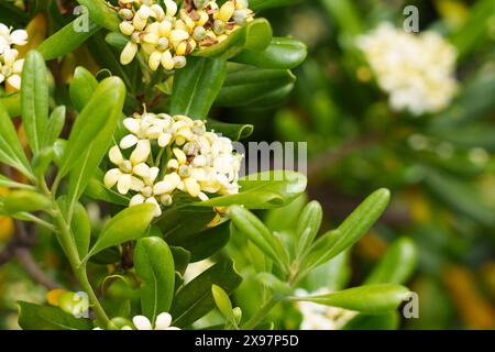 Beautiful white blooms of Australian laurel. Blooming Mock orange bush flowers in the wild. Japanese cheesewood plant. Copy space Stock Photo