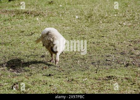 The white turkey is very large in the countryside. Subsistence farming Stock Photo