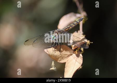 Female blue dasher or Pachydiplax longipennis perching on a leaf at the Veterans' oasis park in Arizona. Stock Photo