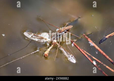 Pair of Common water strider or Aquarius remigis feeding on a cranefly at the Cyress trail in Payson, Arizona. Stock Photo