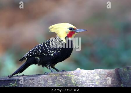 Male Blond-crested Woodpecker (Celeus flavescens), isolated, perched on a log Stock Photo