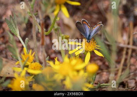 Acmon Blue or Icaricia acmon feeding on a groundsel flower at the Cypress trail in Payson, Arizona. Stock Photo