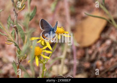 Acmon Blue or Icaricia acmon feeding on feeding on a groundsel flower at the Cypress trail in Payson. Arizona. Stock Photo