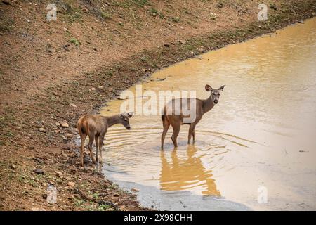 Deers in the zoo in Chennai Arignar Anna Zoo India Stock Photo