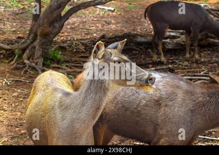 Deers in the zoo in Chennai Arignar Anna Zoo India Stock Photo