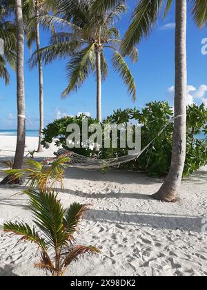 An empty hammock sways between palm trees on a beach under clear sky in Maldives Stock Photo