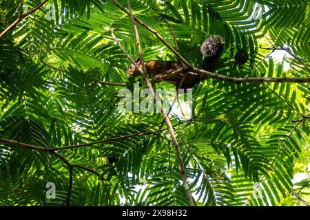 Agoutis on a Tree Branch in Costa Rica Stock Photo - Alamy