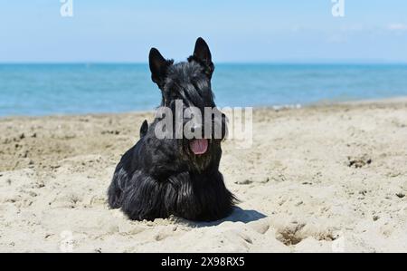 scottish terrier  running on the beach in summer Stock Photo