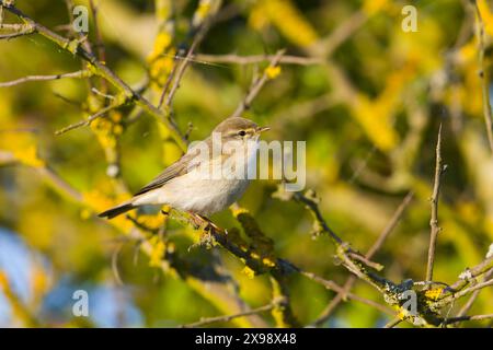 Willow warbler Phylloscopus trochilus, adult male perched in bush, Suffolk, England, May Stock Photo