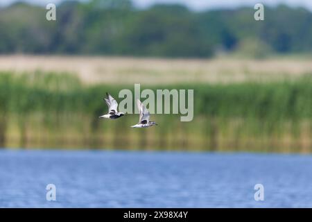 Grey plover Pluvialis squatarola, 2 adults flying, 1 in breeding the other in non breeding plumage, Minsmere RSPB reserve, Suffolk, England, May Stock Photo