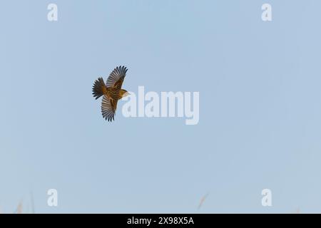 European stonechat Saxicola rubicola, juvenile flying, Suffolk, England, May Stock Photo