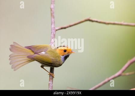 Rufous Faced Warbler perched on a tree with its tail feathers fanned out Stock Photo