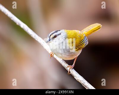 Black Striped Sparrow perched on a twig Stock Photo
