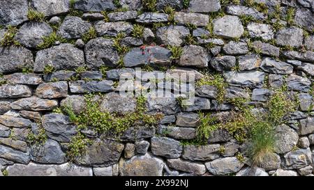 Close-up of an old worn wall built of gray dry stones with various plants and lichen growing on it. Texture for background Stock Photo