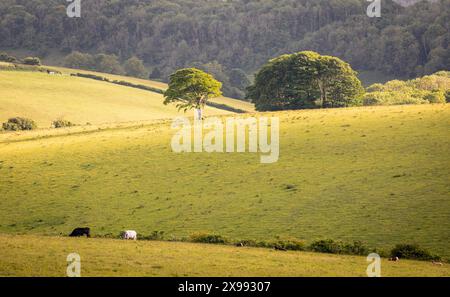 Lone tree in the evening golden light on the south downs near Ditchling Beacon east Sussex south east England UK Stock Photo