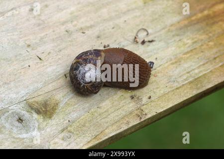 Large red slug, chocolate arion (Arion rufus) or Spanish slug (Arion vulgaris) eating a Garden snail (Cornu aspersum). On a wooden plank Dutch garden Stock Photo