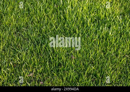 artificial green grass using for background or texture. Stock Photo