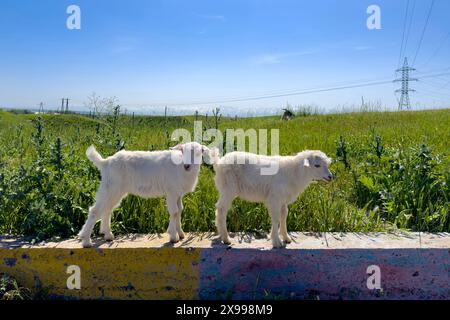 Two cute white little goats stand on a concrete foundation in the middle of green grass. Stock Photo