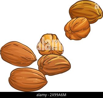 Jojoba Nuts Colored Detailed Illustration. Stock Vector