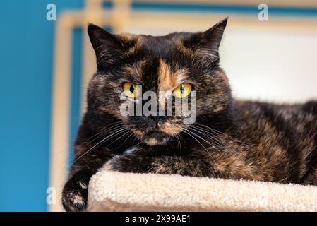 British Shorthair domestic cat with tortoiseshell coat striking a pose on a resting platform. Stock Photo