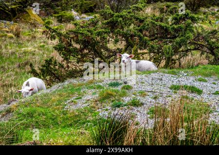 Sheep with bells on in the area near Egersund in Norway Stock Photo