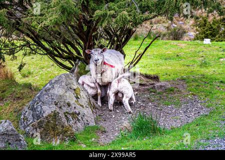 Sheep with bells on in the area near Egersund in Norway Stock Photo