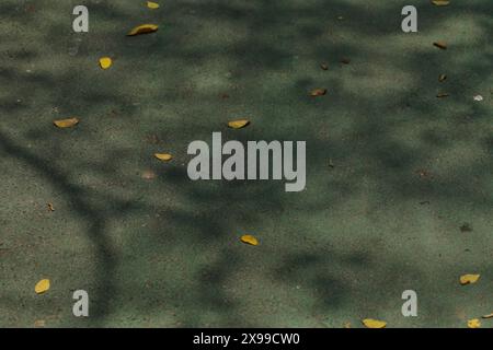 Natural organic shadows plant trees botany overlay on green walkway textured abstract background. Stock Photo