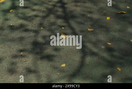 Natural organic tree shadows overlay on fallen leaves and green path texture abstract background. Stock Photo