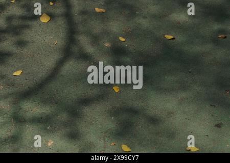 Organic aesthetic shadow nature overlay against green vintage rustic pathway texture background. Stock Photo
