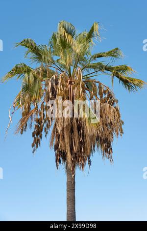 Isolated Phoenix canariensis, the Canary Islands date palm against the blue sky, tropical tree common to warm climates with thick truck Stock Photo