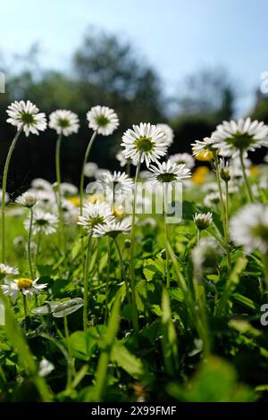 low angle view of daisies in english cottage garden, devon, england Stock Photo