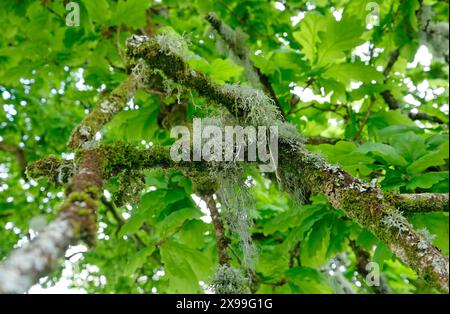 lichen on branch of tree, north devon, england Stock Photo