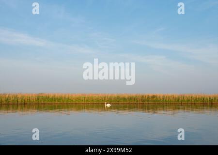 panoramic view of a swan swimming in front of wide strip of reeds on the River Bure with reflections Stock Photo