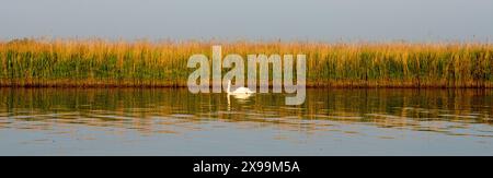 panoramic view of a swan swimming in front of wide strip of reeds on the River Bure with reflections Stock Photo