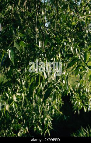 Weeping Willow branches hang from tree Stock Photo - Alamy