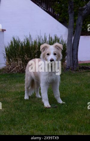 female border collie puppy in light brown and white with a very expressive face playing in the garden Stock Photo