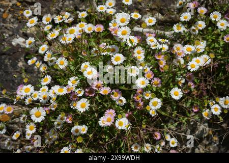 Beautiful clump of white and pink Australian daisies in the sunshine. Erigeron Karvinskianus. Stock Photo