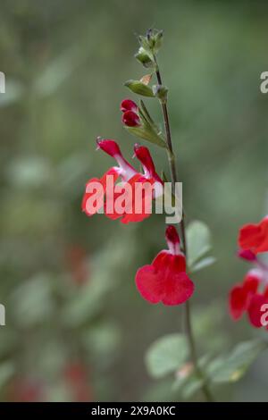 The beautiful Red and White Flowers of Salvia microphylla 'Hot Lips', also known as Mexican Salvia. Captured in close-up against a blurred natural gre Stock Photo