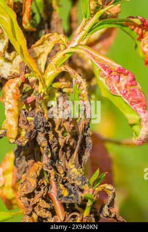 close up of curliness of peach leaves. Diseases and pests of the peach tree. Stock Photo