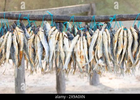 Bokkoms, or dried and salted mullet a traditional delicacy hanging out to dry at Velddrif, West Coast, Western Cape, South Africa Stock Photo