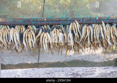 Bokkoms, or dried and salted mullet a traditional delicacy hanging out to dry at Velddrif, West Coast, Western Cape, South Africa Stock Photo