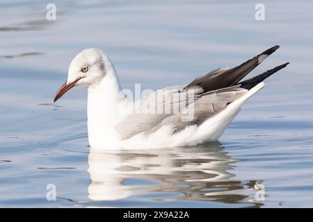 Gray-headed Gull (Chroicocephalus cirrocephalus) swimming, Velddrif, West Coast, South Africa Stock Photo