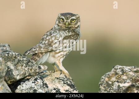 Little owl on rocks Stock Photo