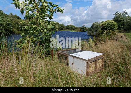 Soft release cage containing a family of Water voles placed on a lake shore for a few days’ acclimatisation before the voles are let out, Cornwall, UK Stock Photo