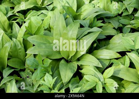 Allium ursinum, known as wild garlic, has been credited with many medicinal qualities Stock Photo