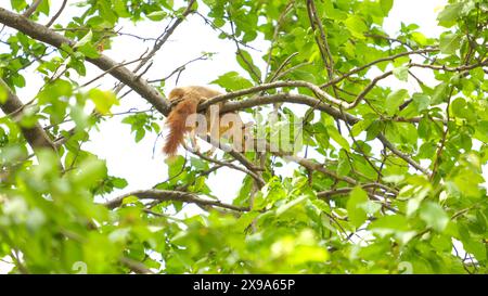 Brown squirrel lying on a tree in summer town park. Stock Photo