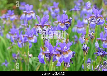 Pale blue Siberian flag iris, Sibirica Iris ‘Heavenly Blue’ in flower. Stock Photo